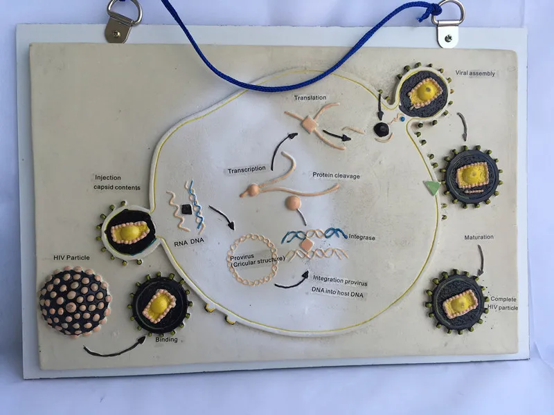 

Hanging HIV life reproduction model HIV anatomy model biology teaching equipment
