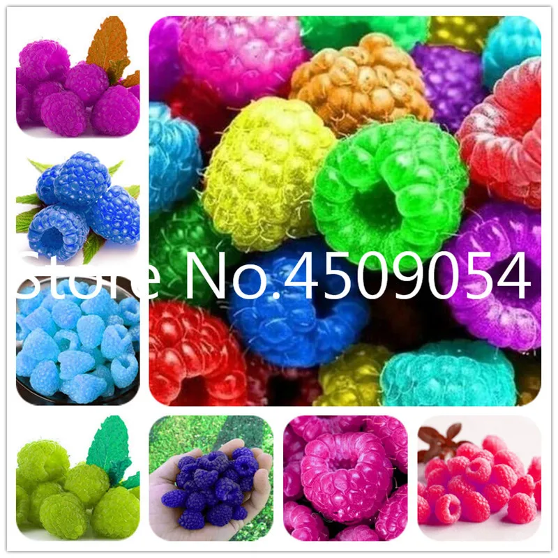 

200pcs Raspberry plants Mixed Colors Super Big Raspberry Fruit plants Rare Wild Strawberry Tree plants Flowers Bonsai For Garden