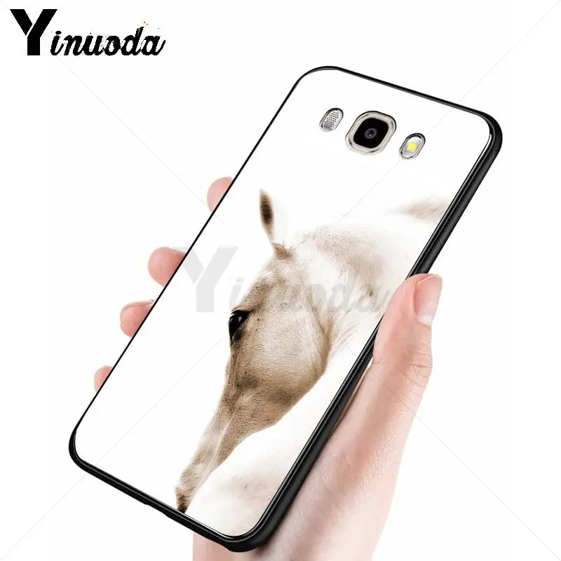 horse animal