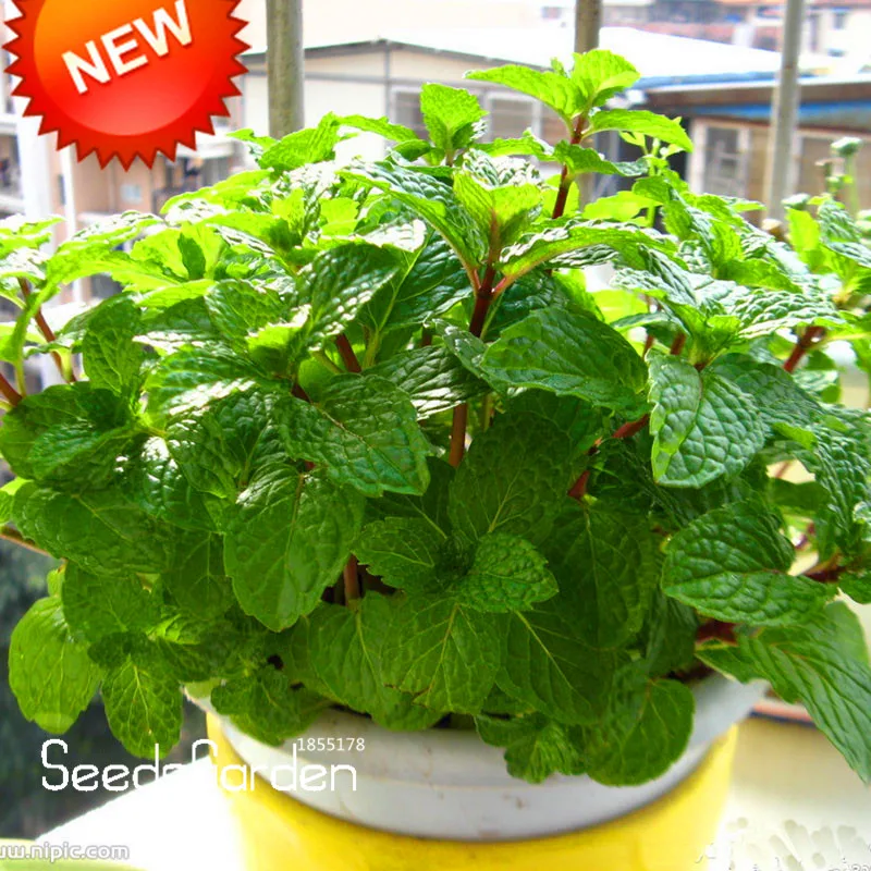

Promotion!Aromatic Plant bonsai Perfume Mint Balcony Potted Herb Mint flores DIY Home Garden 200 Pieces / bag,#2BRHPX