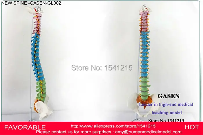 

HUMAN ANATOMICAL SPINE SKELETON MANIPULATIVES SPINE MODELS HUMAN TEACHING SPINE MODEL SKELETON MODEL VERTEBRAL -GASEN-GL002