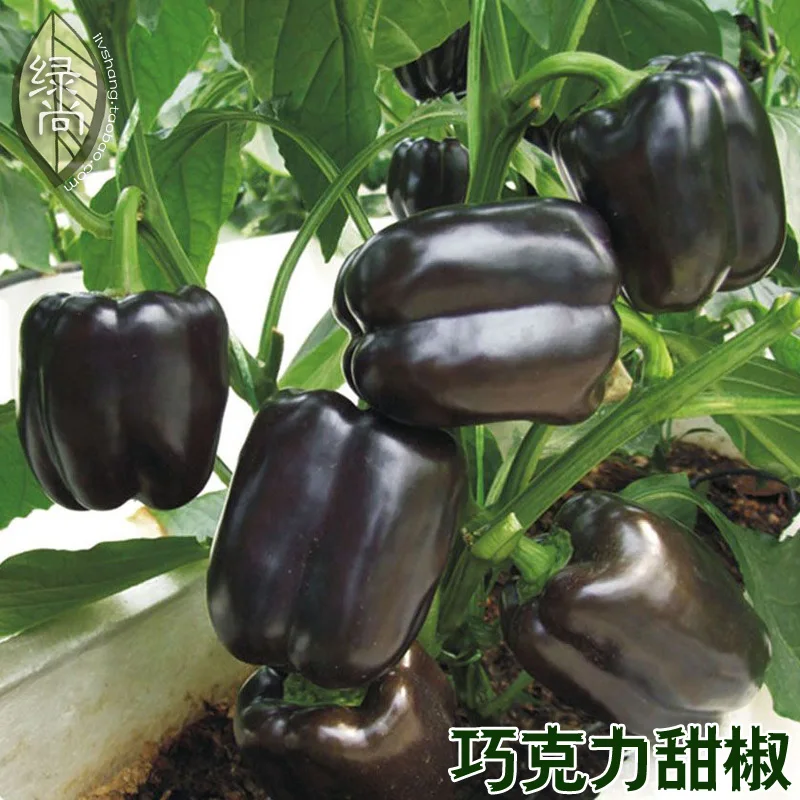 

Chocolate Black Pepper 4 Seasons Pepper Garden Terrace Potted Vegetable bonsai 200pcs