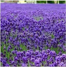Free Shipping 100pcs Lavender Seeds herb seed garden balcony pot Four Seasons flower seeds