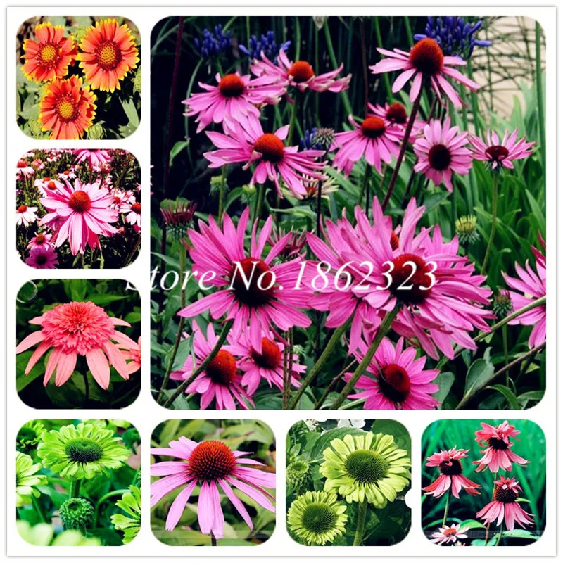 

200 pcs Mixed Japan Echinacea Purpurea bonsai beautiful daisy flower potted plants home garden easy to grow bonsai flower flores