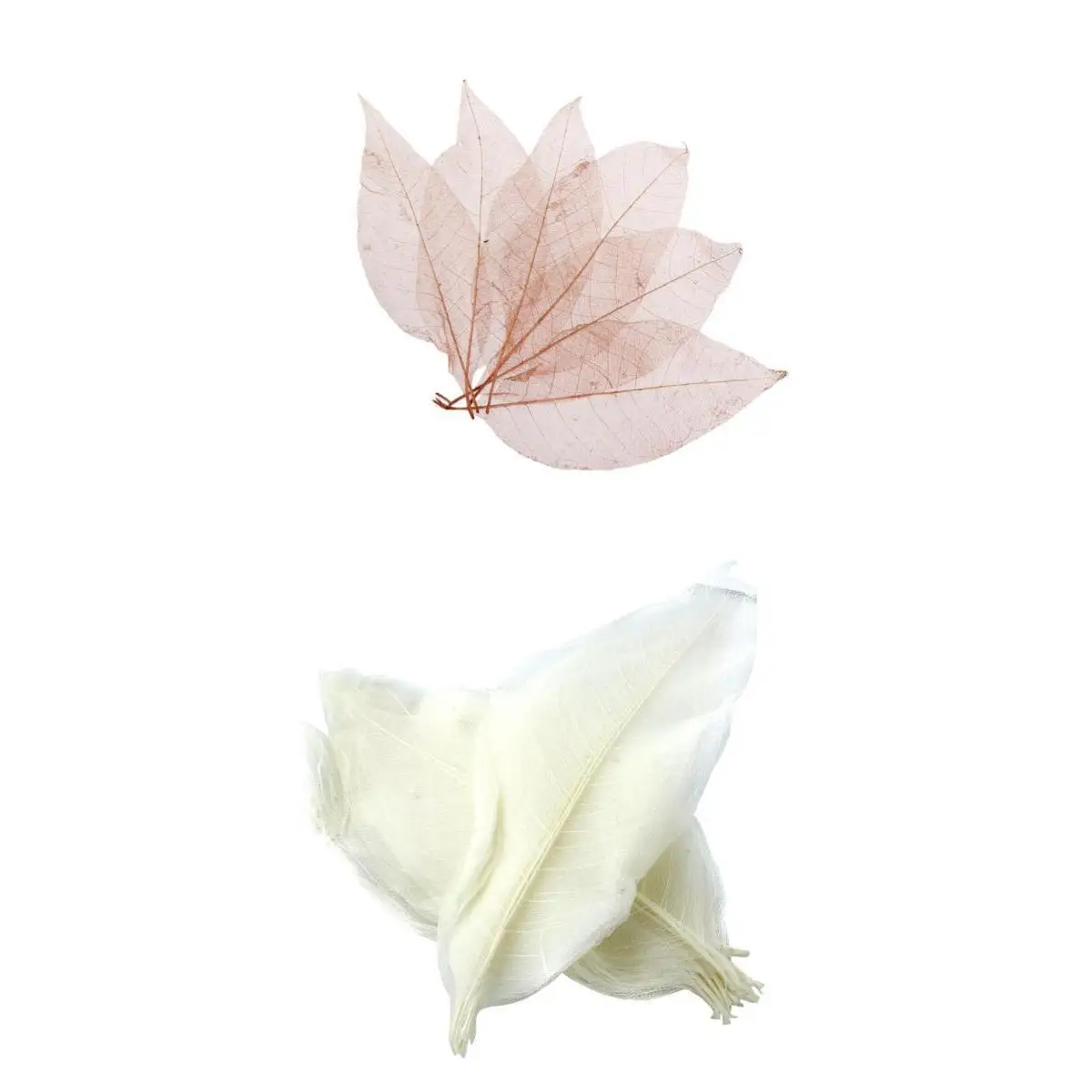 100PCS White and Coffee Natural Real Pressed Magnolia Skeleton Leaves for Crafts Making, Scrapbooking, Home Decor