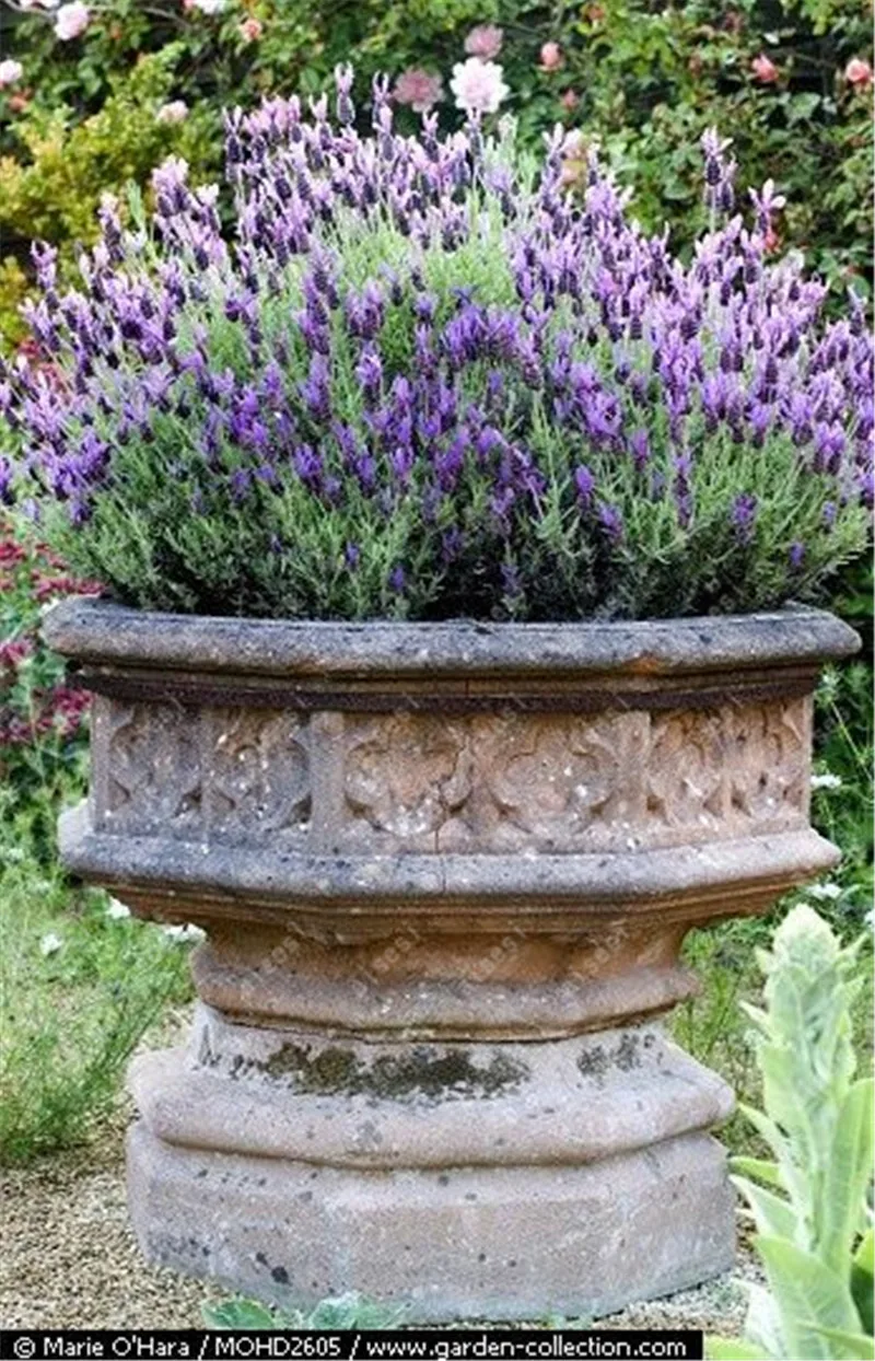 100 Pcs Provence Lavender bonsai Purple Lavandula Vanilla flores Fragrant Organic lavender plantas Plant Flower Home garden