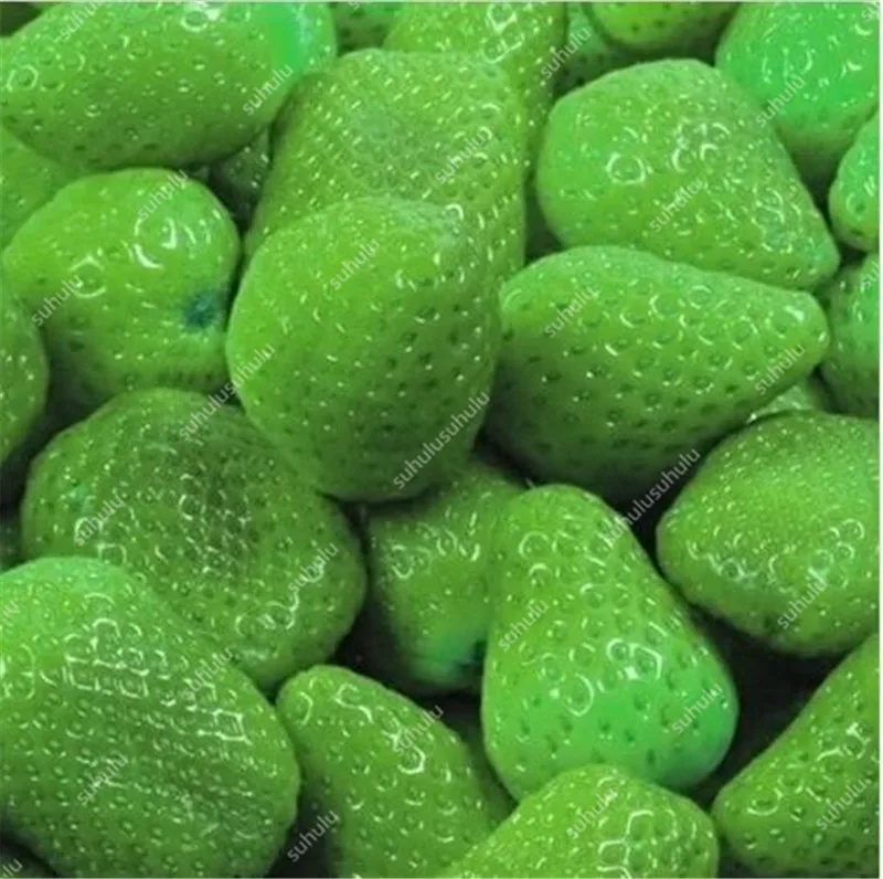 1000 pcs Rare strawberry plants, giant strawberry Organic fruit flores vegetables Non-GMO bonsai pot for home garden planta 1000 pcs Rare strawberry plants, giant strawberry Organic fruit flores vegetables Non-GMO bonsai pot for home garden planta