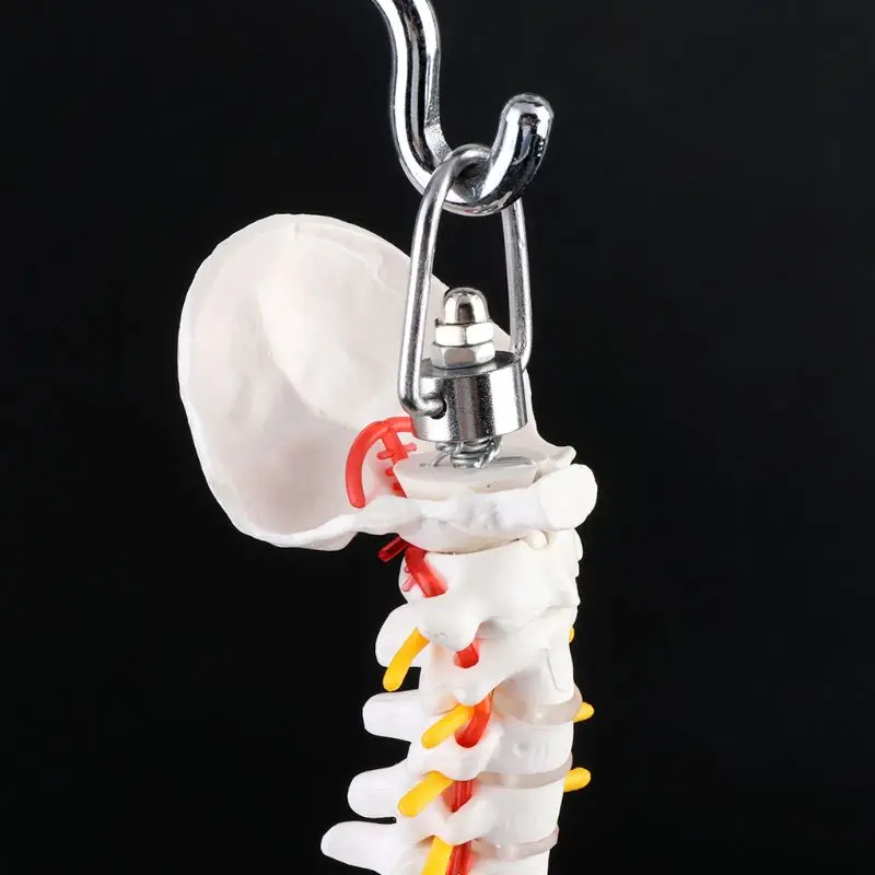 45 см Гибкий позвоночника поясничной кривой анатомическая модель Анатомия позвоночника медицинский учебный инструмент