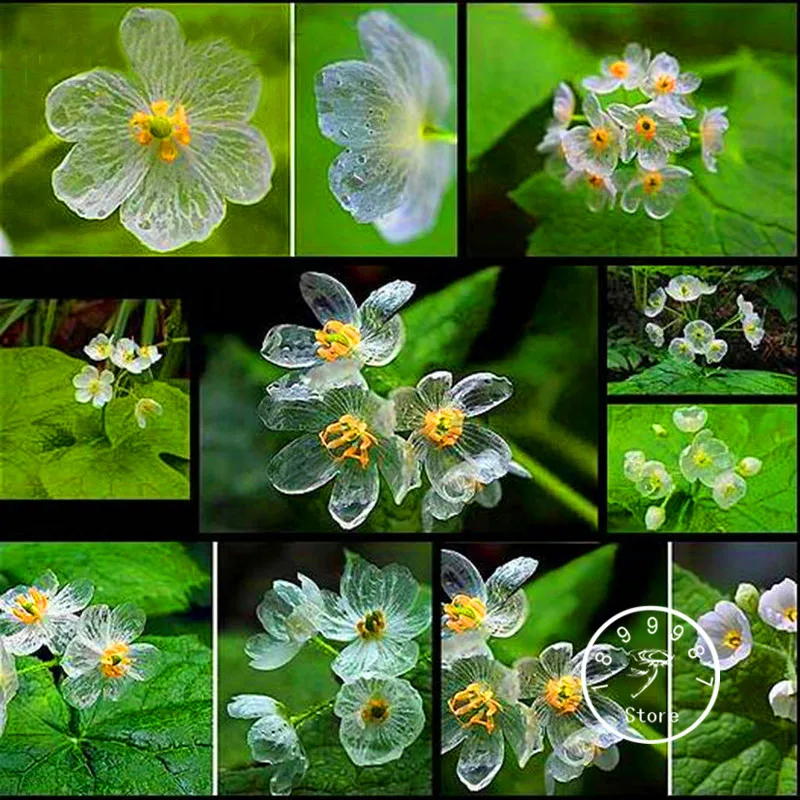 Best-Selling! 100 PCS Transparent Flower bonsai Delicate DIY Garden Flower plant Best-Selling! 100 PCS Transparent Flower bonsai Delicate DIY Garden Flower plant