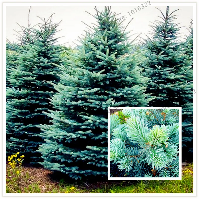 

50pcs/bag Spruce tree Bonsai Home Garden Plant Evergreen Colorado Blue Spruce Tree Courtyard planters
