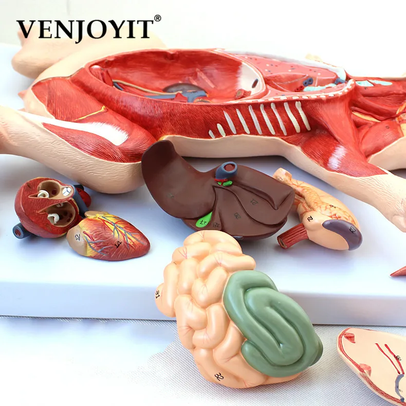 Свинья анатомическая модель эмбриональных органов висцеральная мышечная нерва ветеринарное исследование животных