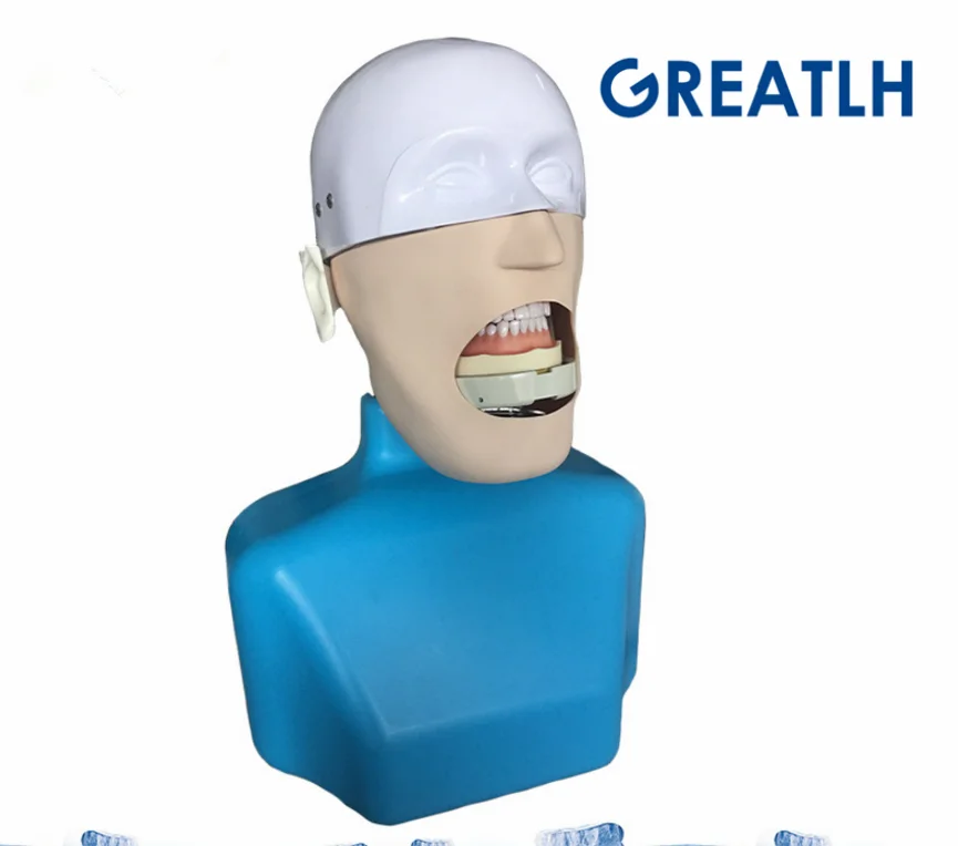 Зубные манекенов Phantom головка для стоматологии и зубные технологии Sennior манекенов Phantom голову с туловища