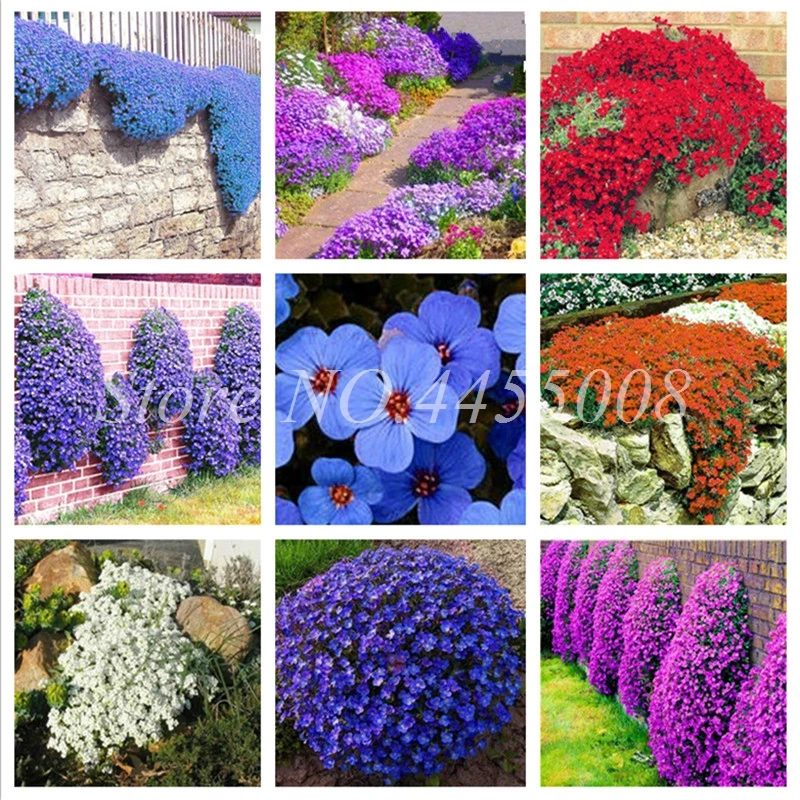 

100 pcs / bag Rock Cress Plant Climbing Barley Outdoor Perennial Bonsai Flower Planta Natural Growth Decor for Home Garden