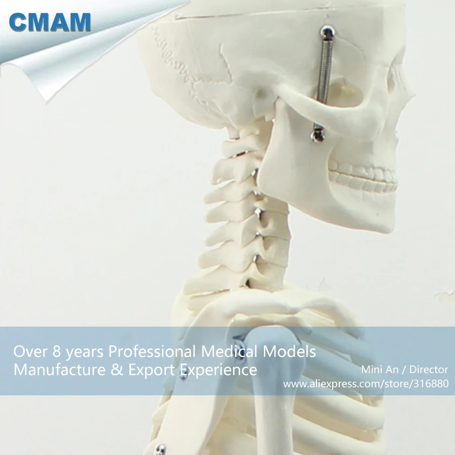  12366 / Medium 85cm Human Skeleton on Stand Medical Science Educational Teaching Anatomical Models - 32804358914