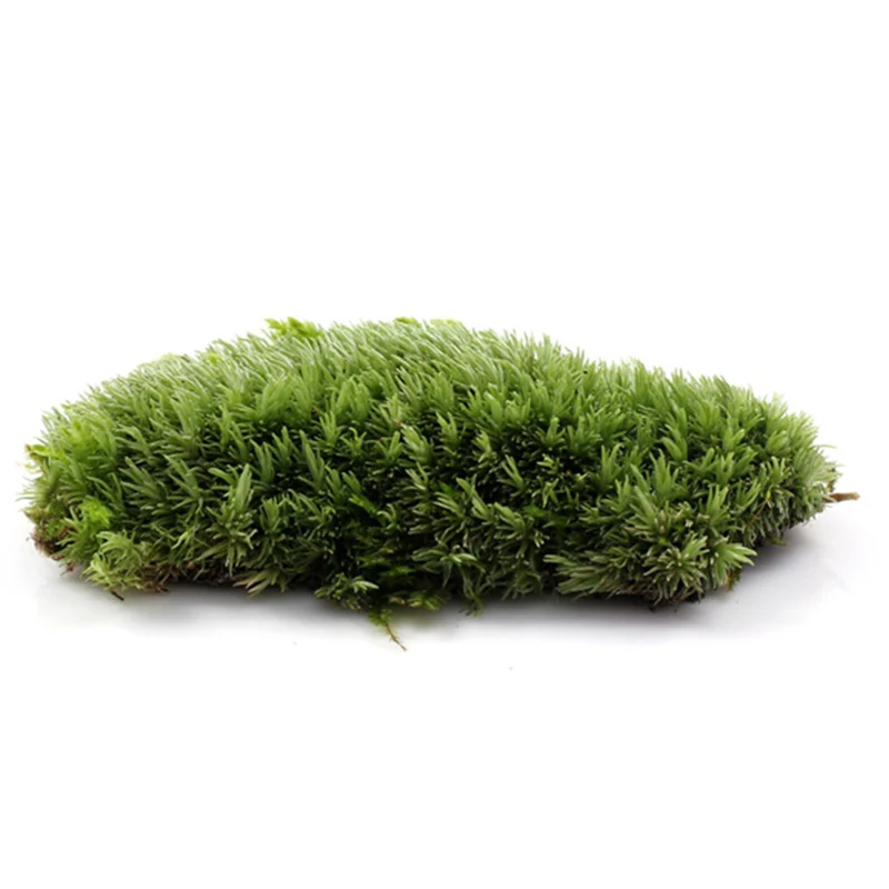 Зеленый Искусственный мох коралловый камень модель трава растение в горшках Мини Пейзаж Сказочный Сад Аквариум Украшение