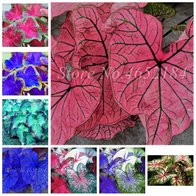 

200 pcs/ bag Imported Caladium Plant Outdoor & Indoor Perennial Flowers For The Garden & Home Beautify In Balcony Bonsai Decor