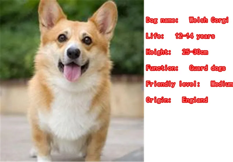 2019 Lucu Welsh Corgi Kalung Anjing Hewan Liontin Emas Berlapis