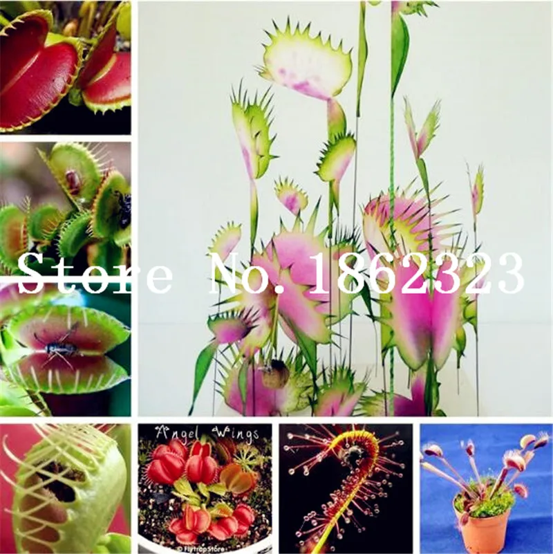 Big Promotion! 100Pcs Potted Insectivorous Bonsai Plant Blue Dionaea Muscipula Carnivorous Plants Giant Clip Venus Flytrap Plant