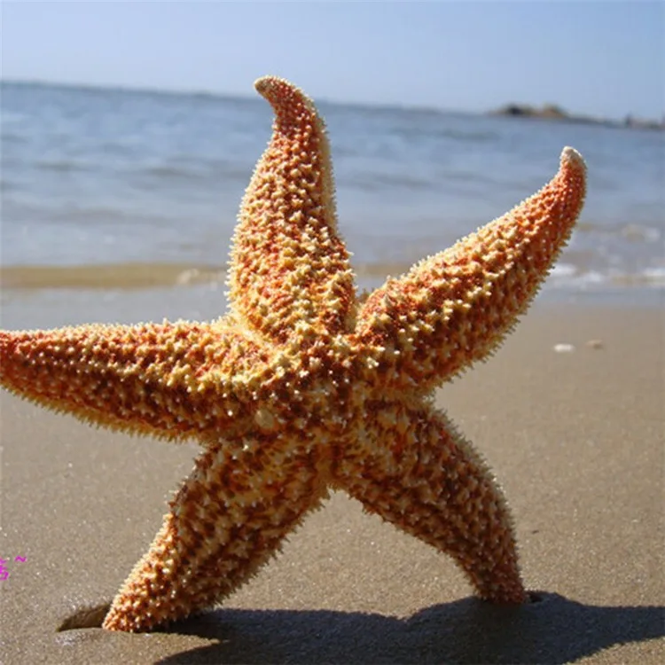 Natural Starfish 10