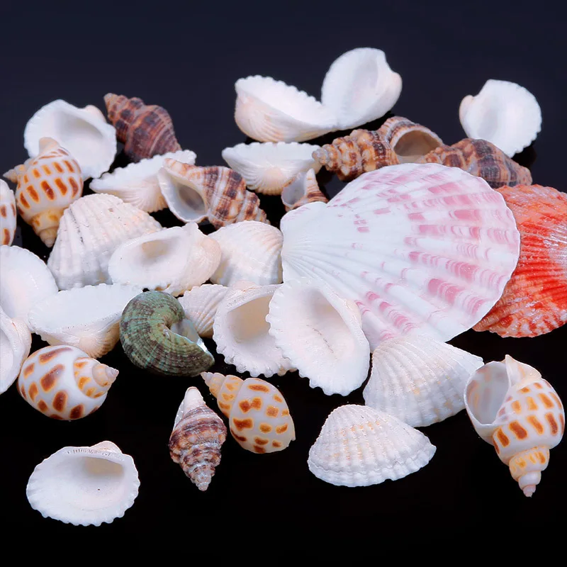 50g Beach Mixed SeaShells Mix Sea Shells Shell Craft SeaShells Aquarium 
