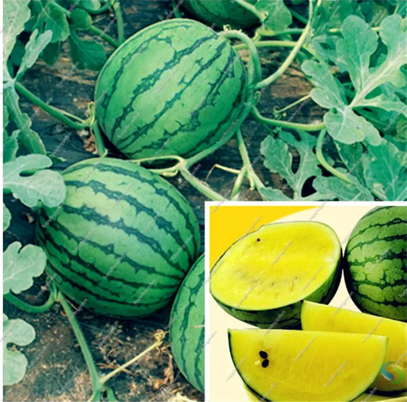 

20 pcs Japanese Yellow Watermelon bonsai Glass Ball Watermelon Fruit Outer Green inner Yellow Fruit Delicious for home garden