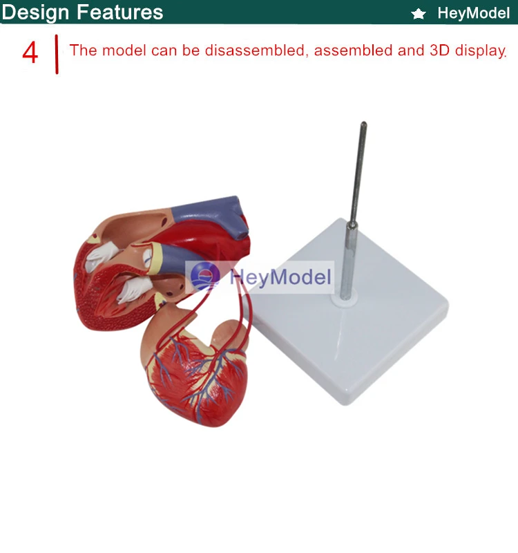 HeyModel увеличенная анатомическая модель медицинский человек сердце с цифровым 1: 1 сердце обход мост