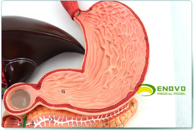 ENOVO медицинский модель пищеварительная система человека пищеварительный тракт железы внутренней медицины анатомическое строение орган