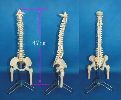 Human spine Skeleton model bone Medical Teaching model free shipping