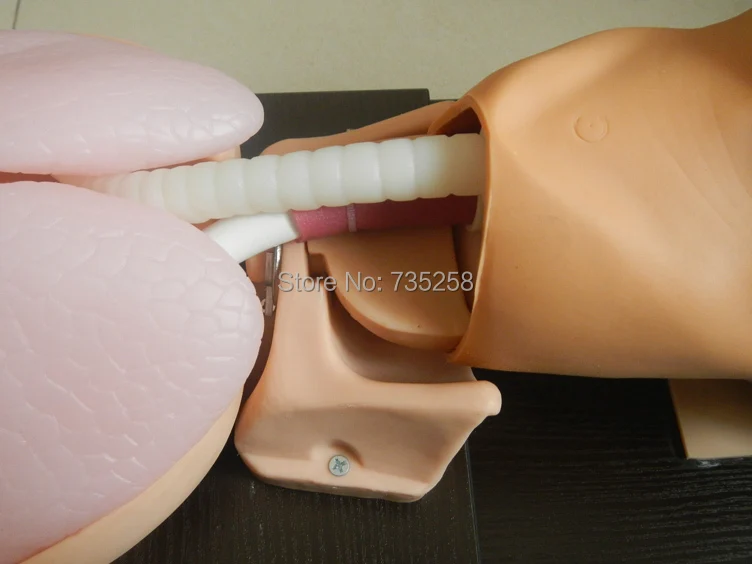 Старшая модель для обучения эндотрахеальной интубации трахеи|endotracheal intubation| |