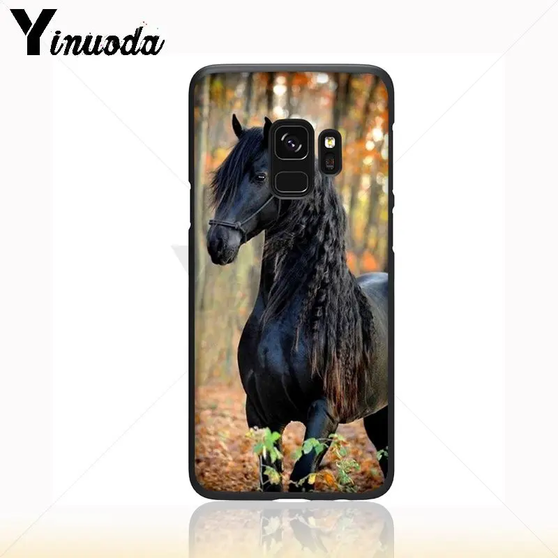 horse animal