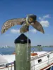Bird control repeller Prowler Owl Decoy with Moving Wings Realistic Bird Scare-Scare Birds, Rodents, Pests, Scarecrow ► Photo 2/6