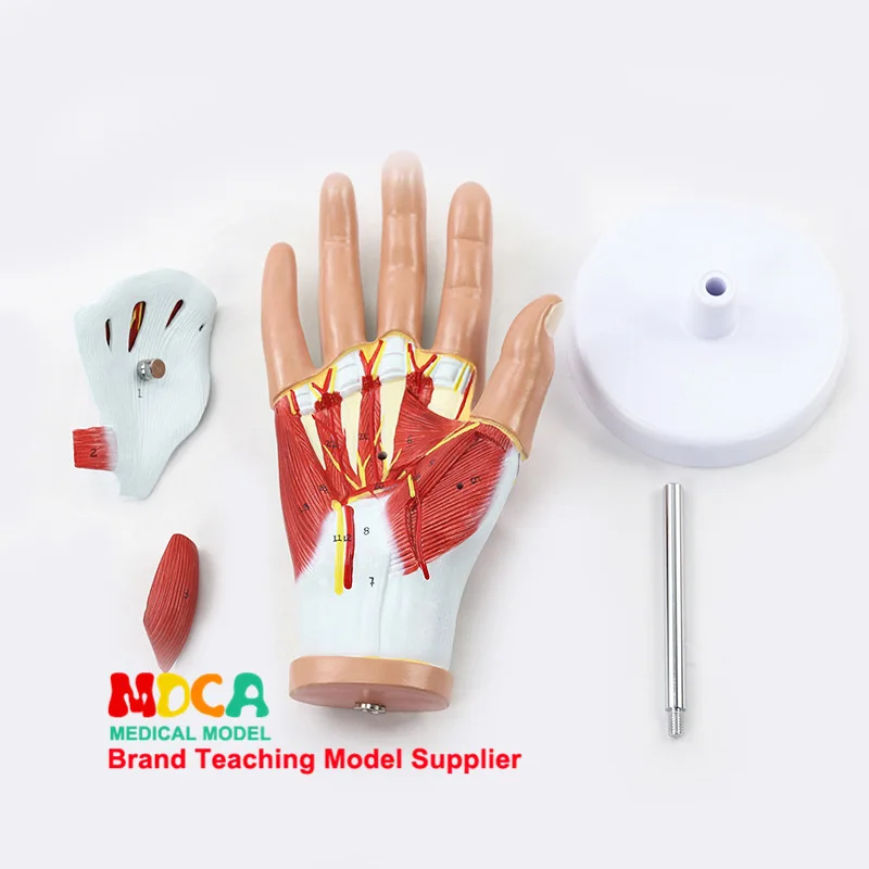 Эскиз мышц анатомическая модель руки сухожилия модель ладони отпечаток пальца мышцы анатомический медицинский учебное оборудование