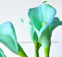 Best-Selling! Promotions Bonsai 16 varieties Calla Lily Seed Rare Plants Flowers Seeds100 Pcs Calla Seeds Free Shipping