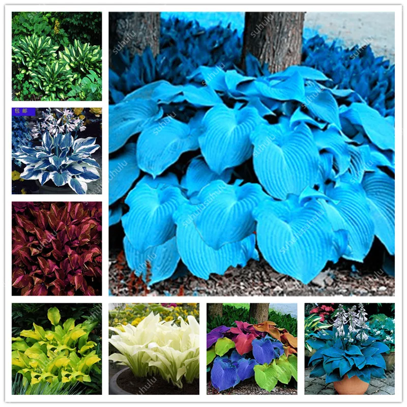 

100 pcs Bonsai Hosta Plants Perennials Indoor Flower Shade Hosta Flower Grass bonsai Ornamental potted Plants Home Garden
