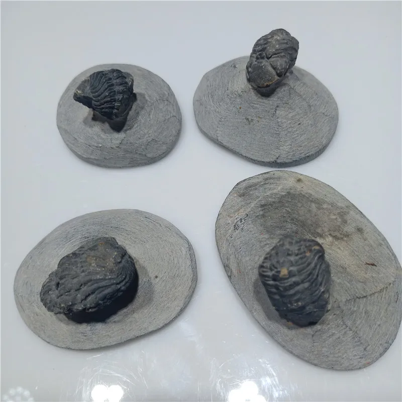

1pc Natural trilobites fossil specimens Fossil specimens of ancient organisms formed genuine 500 million yrs old matrix 1-2cm