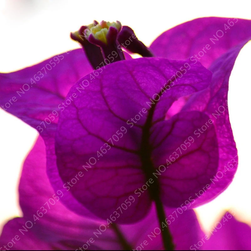100 Pcs/Bag Colorful Bougainvillea Plant Perennial Bougainvillea Spectabilis Willd Planta Garden Bonsai Flower Pot Plant