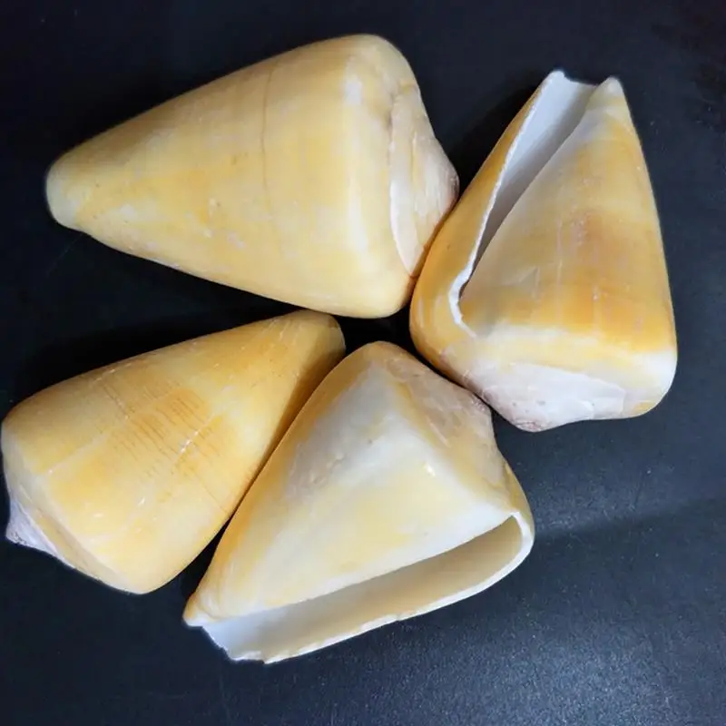 Чистый натуральный Craft Seashell аквариум украшения 1.1LB морской в виде ракушки модные креативные Mix DIY интимные аксессуары инструменты случайный 500 г