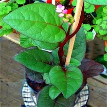 A Bag 200pcs Spinach Seeds Salad Leaves Good Taste And Non-gmo Diy Home Garden Plant Seed * Fruit And Vegetable Farm Plants Pot