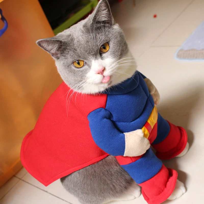 Котик в костюме