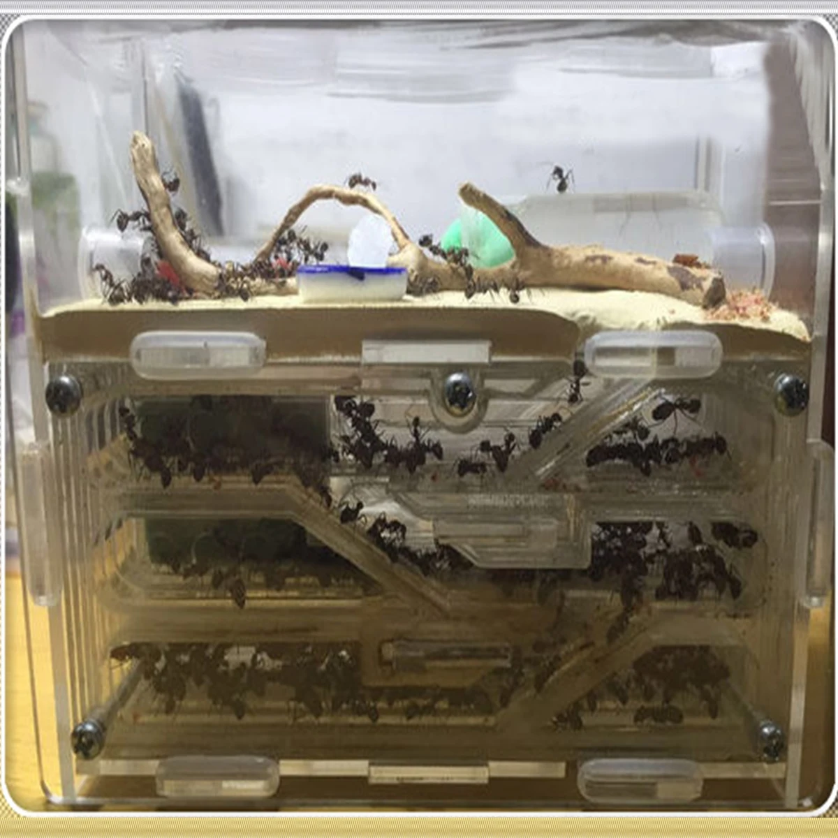 150 мм x 54 мм x 110 мм Большой DIY влага с области кормления Муравьиное гнездо, муравьиная ферма акрил, насекомые муравьиные гнезда вилла домашние муравьи