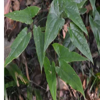 

50pcs-1000pcs High Quality Epimedium Seeds, 99% Survival Rate of Epimedium Seeds, Free Shipping