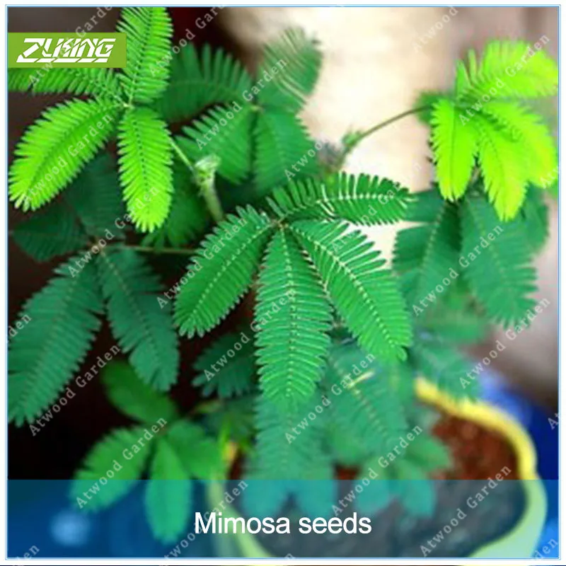

20 Pcs Mimosa Bonsai Potted Foliage Plants Predict Earthquakes Fun Bashful Grass For Balcony Home Garden