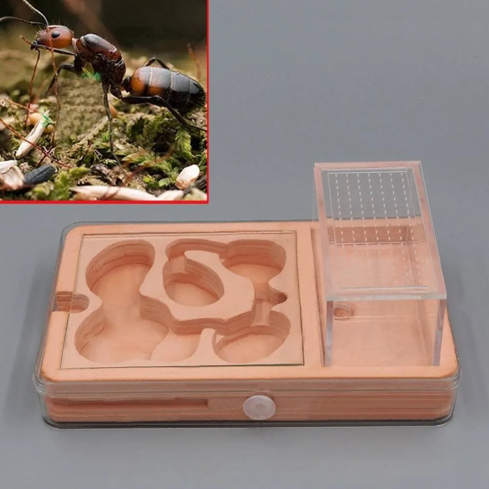 Гибридное гнездо муравьев ферма муравьев формациум коробка акриловая штукатурка комбо муравьиная колония маленькие клетки для животных