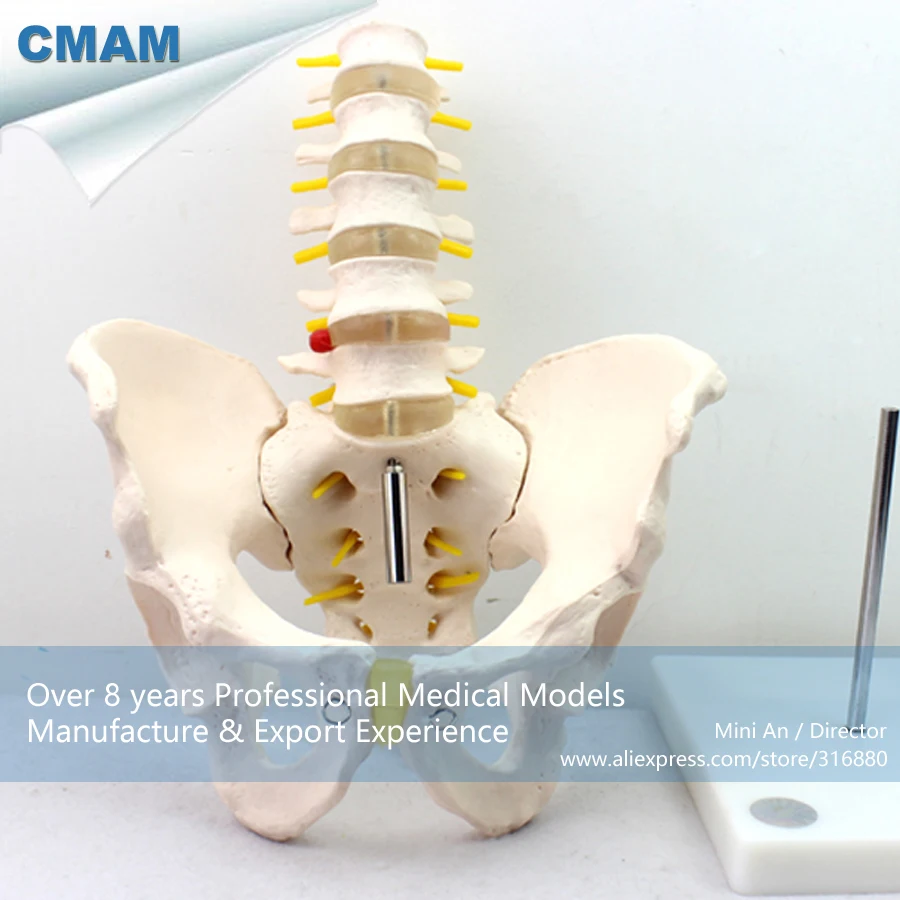 Buy 12342 / CMAM PELVIS05 Human Pelvis Skeleton
