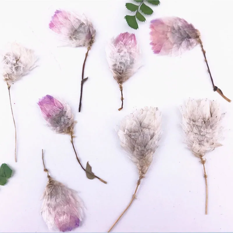 

Small Helipterum Dried Pressed Eternal Flower Decoration For DIY Handmade Activity 120 Pcs