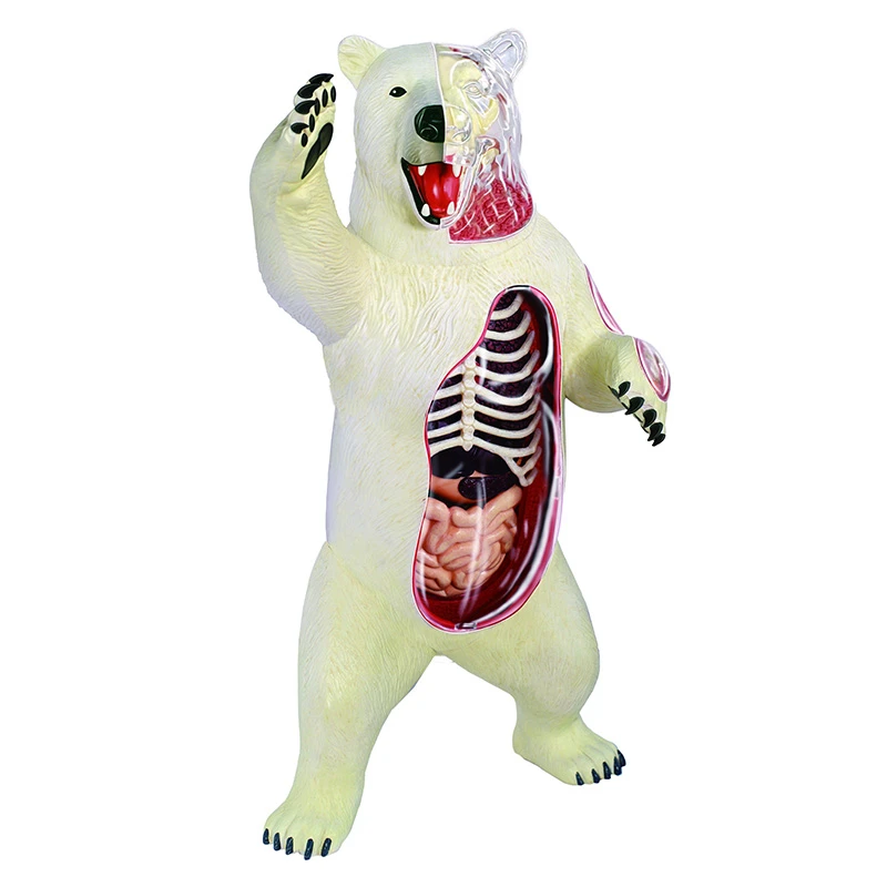 

Polar bear 4d master puzzle Assembling toy Animal Biology organ anatomical model medical teaching model