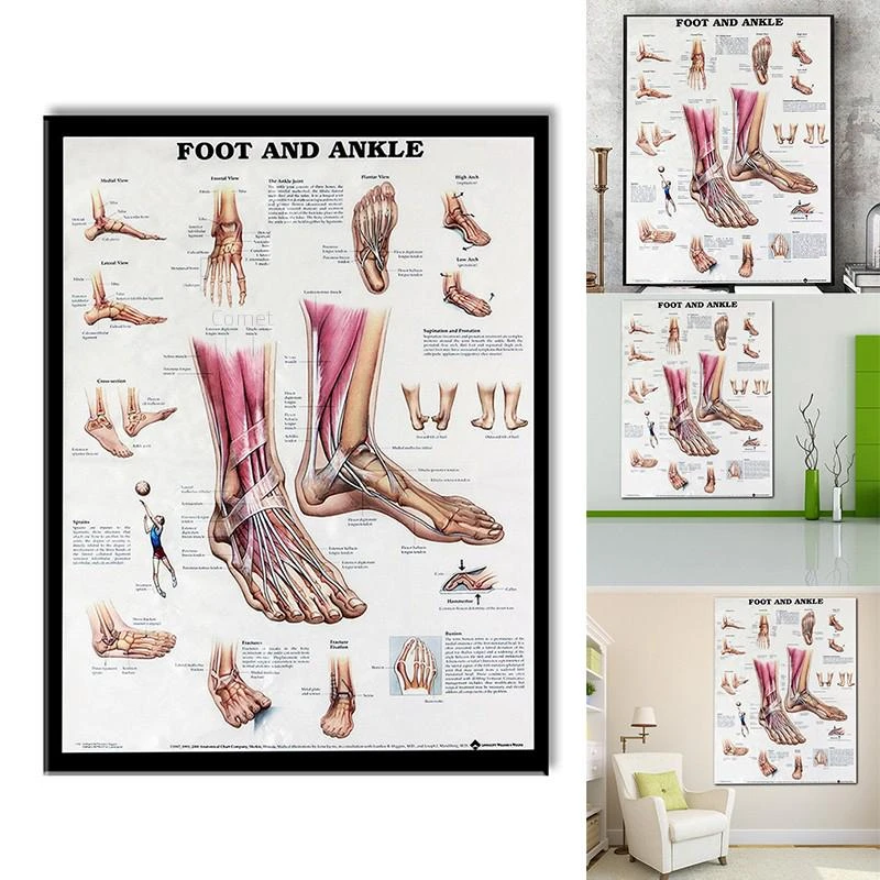 Human Body Chart Anatomy Foot And Ankle Poster Anatomical Chart Human Body Educational For Human Anatomy Posters Medical Science Aliexpress