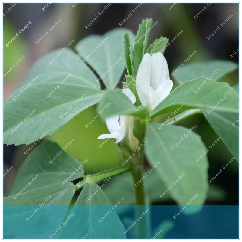 

Yerba100PCS Fenugreek herbal medicinal ornamental balcony planting