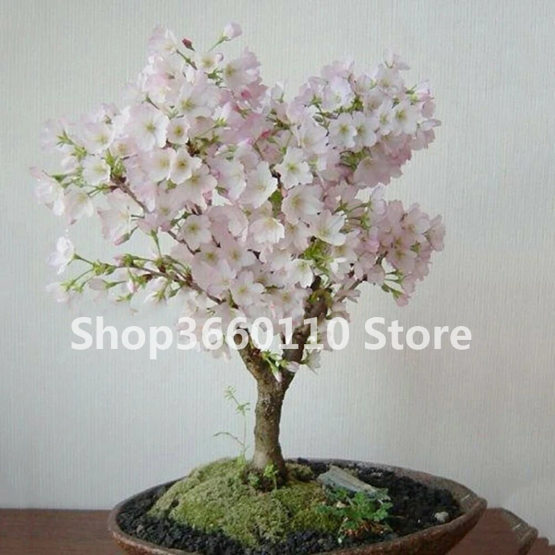 Bonsai Tree Japanese Sakura Plant Cherry Blossoms Flowers In Pink