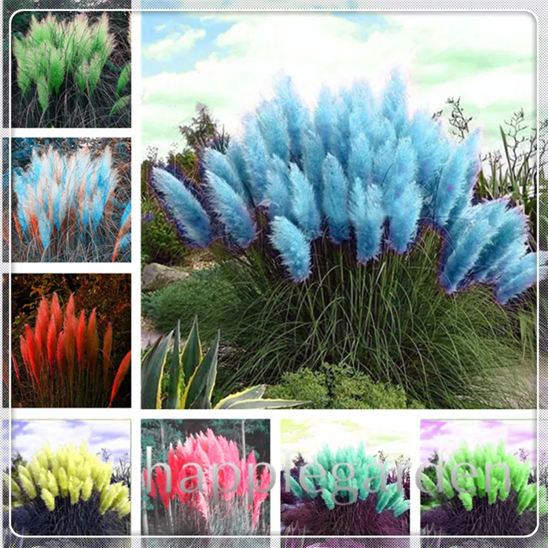 

Sale!500 Pcs Ornamental Plants Pampas Grass bonsai Cortaderia selloana, Garden Flowers Bonsai Potted Plant Perennial Hardy Plant